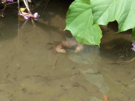 物陰に隠れるカニ（ベンケイガニ？） カニ,生き物,水生動物の写真素材