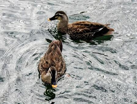 のびのび泳いでいる マガモ,生き物,池の写真素材