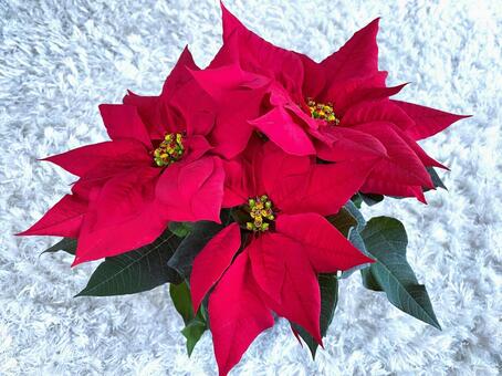 ポインセチア（上から）５ ポインセチア,クリスマスフラワー,ショウジョウボクの写真素材