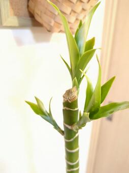 観葉植物　アオワーネッキー7号鉢　新芽 観葉植物,アオワーネッキー,ドラセナの写真素材