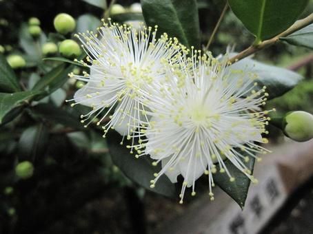 ギンバイカ・銀梅花 ギンバイカ・銀梅花 ギンバイカ,花木,クローズアップの写真素材