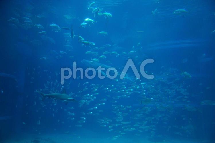 水族館の魚たち 水族館,魚,魚類の写真素材