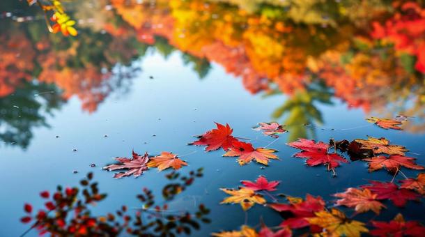 日本庭園の池の水面に映る紅葉 日本庭園の池の水面に映る紅葉の写真