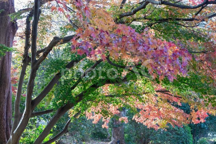 秋の気配・色づき始めたモミジ 紅葉,秋,モミジの写真素材