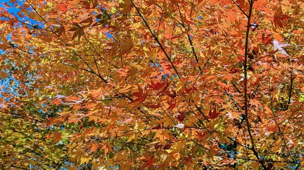 紅葉-115 もみじ,秋,背景の写真素材