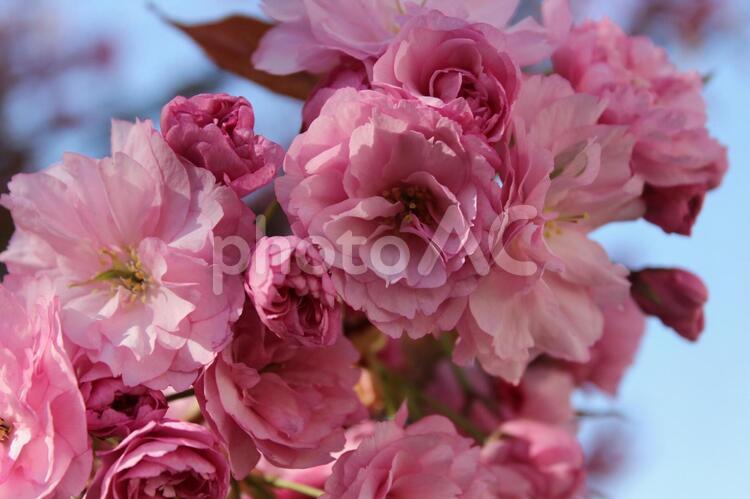 八重桜　横サイズアップ 八重桜,桜,４月の写真素材