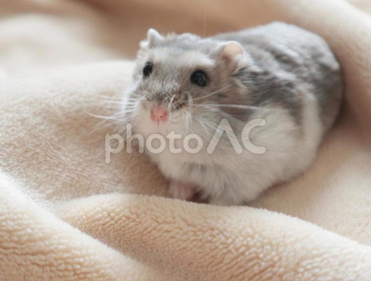ブルーサファイアハムスター ハムスター,ジャンガリアンハムスター,小動物の写真素材