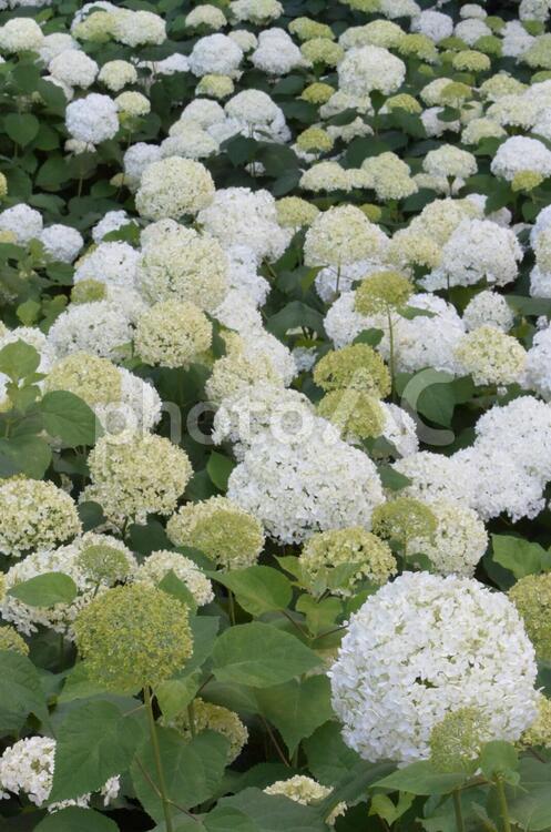たくさんの紫陽花 紫陽花,あじさい,梅雨の写真素材