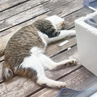 昼寝ネコ 昼寝ネコの写真