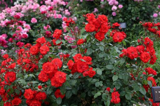 満開の赤いバラと咲き乱れる花壇の写真