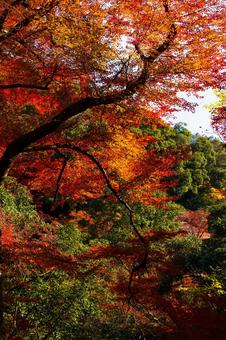 紅葉風景 紅葉風景,紅葉,箕面の写真素材