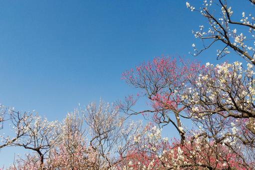青空に映える満開の白梅と紅梅 梅,迎春,梅の花の写真素材