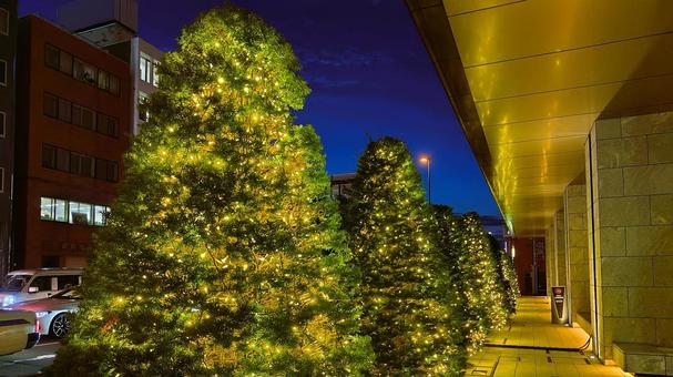 札幌の夜を彩る植栽ライトアップ 札幌の夜を彩る植栽ライトアップ 札幌,北海道,日本の写真素材