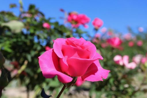 バラ園で鮮やかな色の薔薇を撮影した写真 バラ園で鮮やかな色の薔薇を撮影した写真の写真