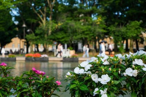 上野恩賜公園の噴水広場 上野恩賜公園,上野,噴水の写真素材