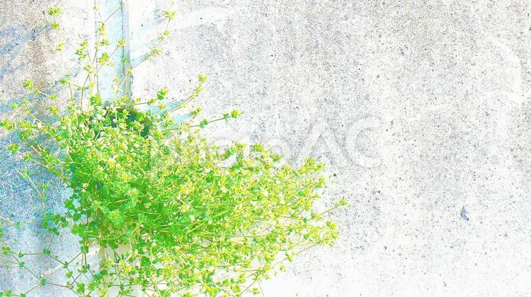 外壁の水抜き穴で育つグリーンの植物 背景,素材,自然の写真素材