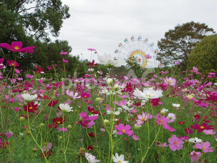 コスモス畑10（熊本県熊本市） コスモス,秋桜,コスモス畑の写真素材
