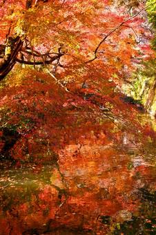 堀の池のもみじが水面に映った紅葉風景 堀の池のもみじが水面に映った紅葉風景の写真