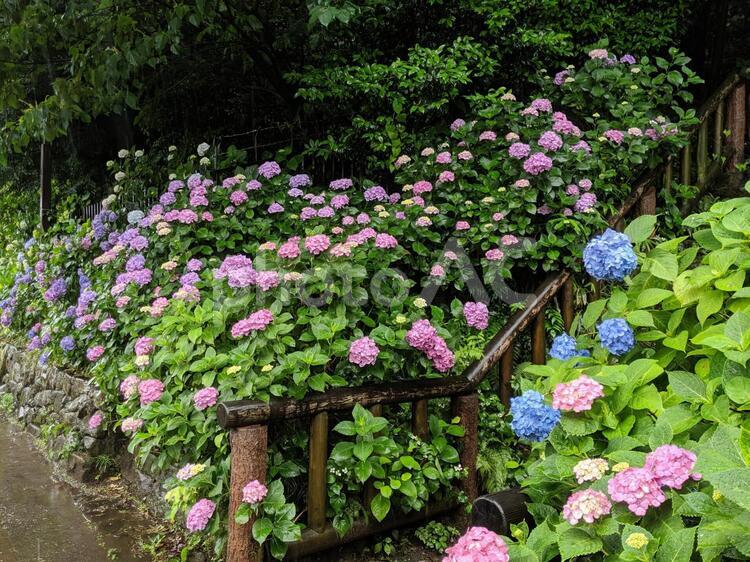 飛鳥山公園のアジサイ（雨）１ アジサイ,花,庭園の写真素材