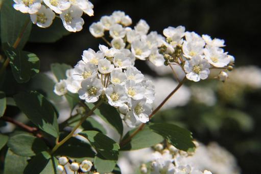 Photo, flowers and trees, macro, conical inflorescence, 