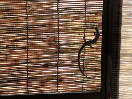 すだれに隠れるトカゲ すだれに隠れるトカゲの写真