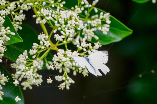 Cabbage White Butterfly(34), JPG Cabbage White Butterfly(34), JPG
