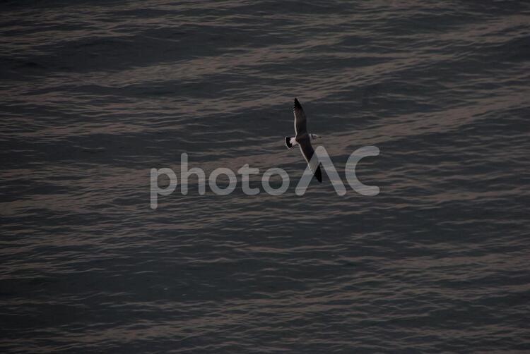 海とカモメの飛行 カモメ,飛行,海の写真素材