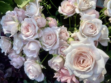 淡いピンクのバラ バラ,ピンク,花の写真素材