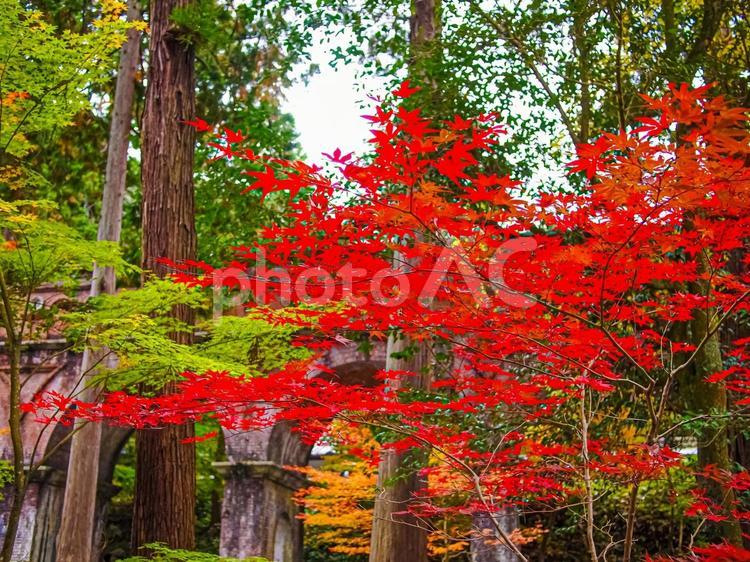 京都・南禅寺境内　水路閣と紅葉 南禅寺,水路閣,紅葉の写真素材