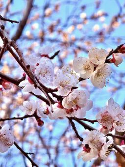桜 桜 春,桜,自然の写真素材