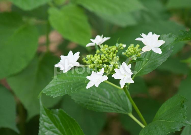 純粋さをたたえて 紫陽花,あじさい,アジサイの写真素材