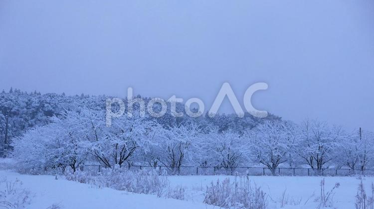 冬の空と雪の華咲く桜の木 雪,雪景色,冬の写真素材