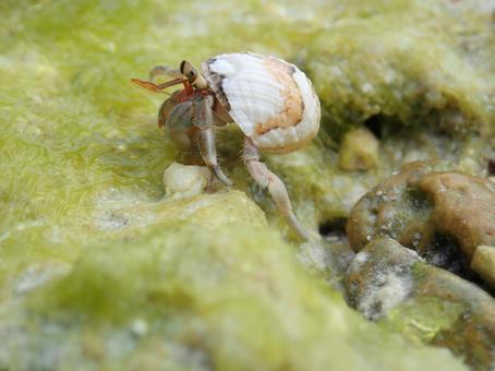 沖縄のヤドカリ ヤドカリ,やどかり,海の生き物の写真素材