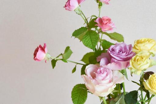 カラフルな薔薇 カラフルな薔薇の写真