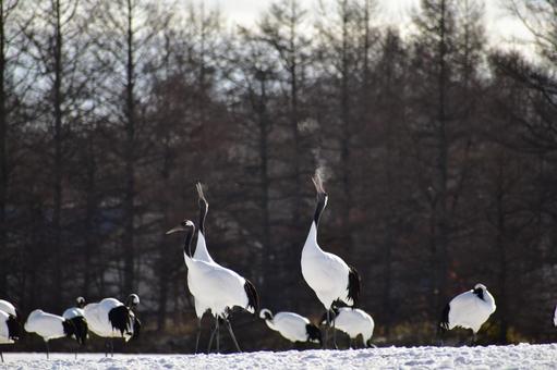 釧路のたんちょうと凍える息 タンチョウ,丹頂鶴,鶴の写真素材