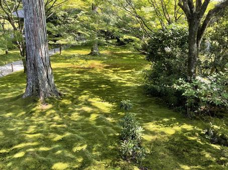 京都 大原三千院 苔の庭 京都 大原三千院 苔の庭の写真