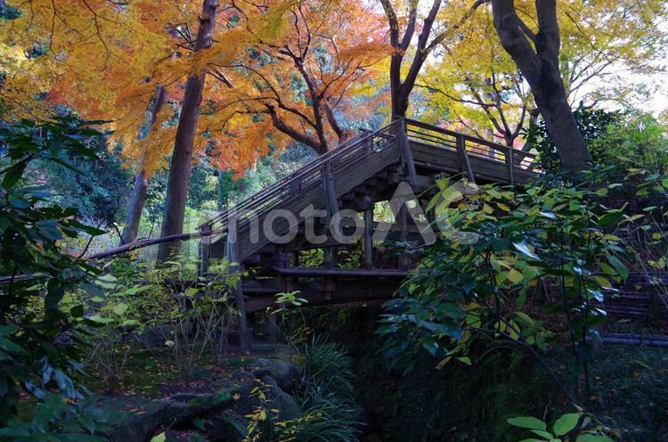 明月院の紅葉　桂橋　よこ　（神奈川県鎌倉市） 明月院,紅葉,紅葉素材の写真素材