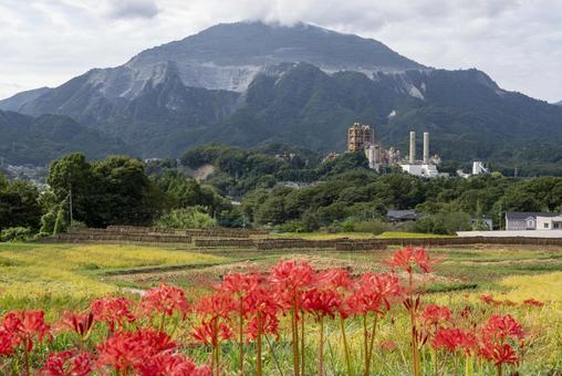 秋の寺坂棚田と武甲山 寺坂棚田,棚田,彼岸花の写真素材
