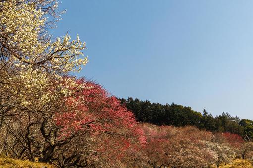 青空に映える満開の紅梅と白梅 梅,迎春,梅の花の写真素材