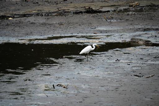 Photo, scallop, wild bird, lake, 