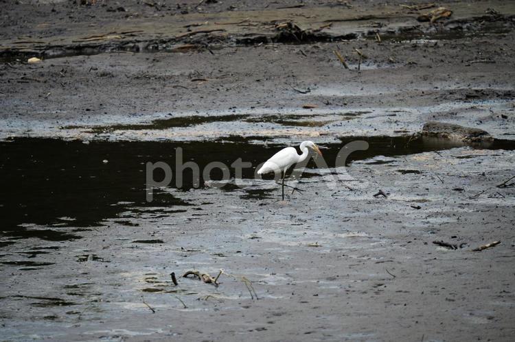 沼地で魚を捕獲したサギ シロサギ,野鳥,湖の写真素材