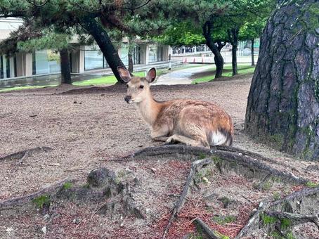 鹿休むの写真