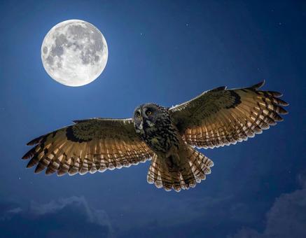 夜空を飛ぶフクロウと満月 夜空を飛ぶフクロウと満月の写真