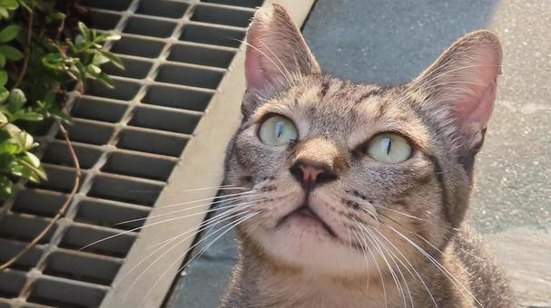 あなたの知らない世界が見えるもふもふな猫 あなたの知らない世界が見えるもふもふな猫の写真