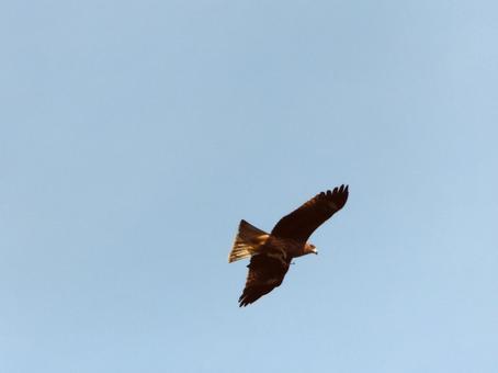 甲山上空を飛ぶトビ2 トビ,トンビ,鳥の写真素材