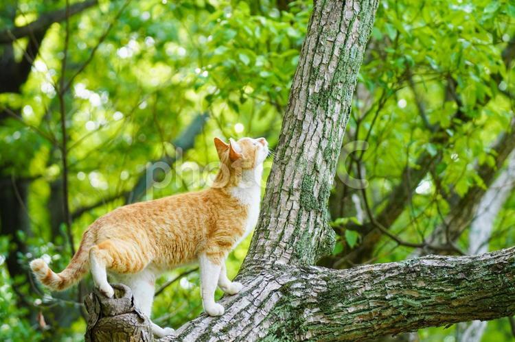 木の上にいる猫 猫,ねこ,ネコの写真素材