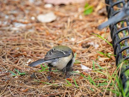 地面を歩くシジュウカラ 地面を歩くシジュウカラの写真