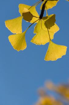 秋の公園 紅葉,イチョウ,秋の写真素材