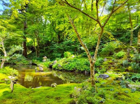 夏の三千院 夏の三千院 三千院,弁天池,風景の写真素材
