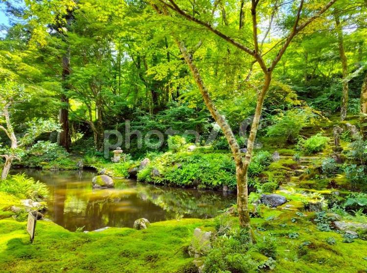 夏の三千院 三千院,弁天池,風景の写真素材